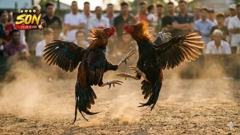 che-do-dinh-duong-nang-tam-the-luc